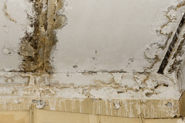 Best Mold removal after water damage  in Staunton, VA